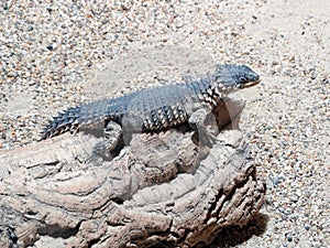 Sungazer lizard