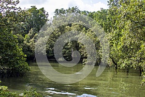 Sungei Buloh wetland reserve Singapore