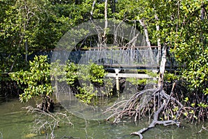 Sungei Buloh wetland reserve Singapore