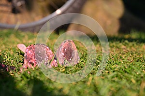 Sunglass sitting on the Grass at Color Summer Festival