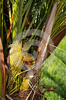 Sunglasses on a palm tree. Reflection. Blur