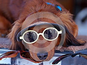 Sunglasses Puppy Dog