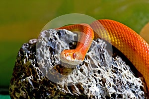 Sunglow Corn Snake On Rock photo