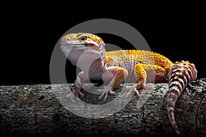 Sunglow Gecko on a branch with a black background