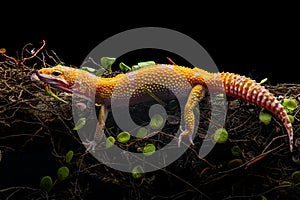 Sunglow Gecko on a branch with a black background