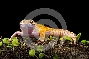 Sunglow Gecko on a branch with a black background