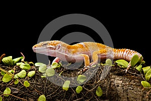 Sunglow Gecko on a branch with a black background