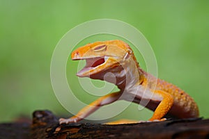 Sunglow gecko on branch  in tropical garden