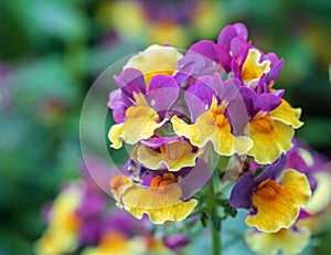 `Sunglow Yellow Bicolor` nemesia macro