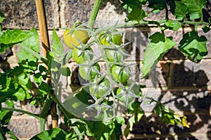 Sungold cherry tomatoes on vine growing 3