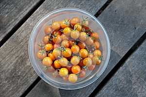 Sungold tomatoes