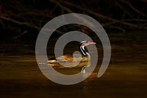 Sungrebe, Heliornis fulica, in the dark water river. Wild animal in the nature habitat, Pantanal, Brazil. Sungrebe in river habita