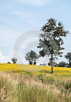 Sunhemp Crotalaria juncea field on the hill