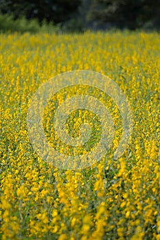 Sunhemp or Crotalaria juncea flower field