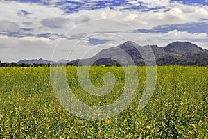 Sunhemp or Crotalaria juncea flower field