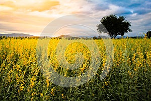 Sunhemp Crotalaria juncea flowers field at sunset