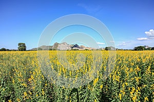 Sunhemp field in blue sky