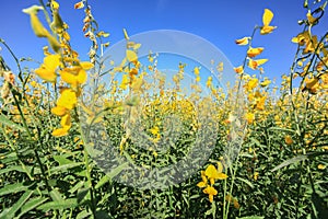 Sunhemp field in blue sky