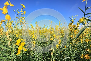 Sunhemp field in blue sky