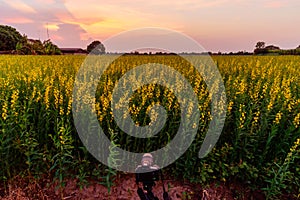 Sunhemp field /  Crotalaria juncea in sunset