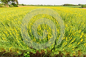 Sunhemp field /  Crotalaria juncea