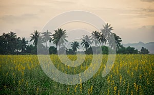 Sunhemp field in evening