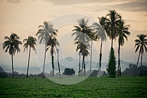 Sunhemp field in evening