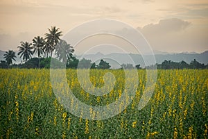 Sunhemp field in evening