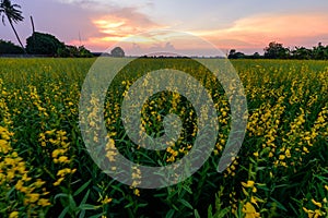 Sunhemp field in sunset time /  Crotalaria juncea