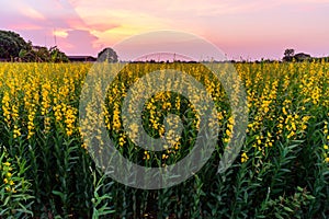 Sunhemp field in sunset time /  Crotalaria juncea