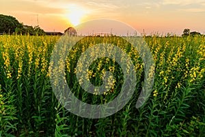 Sunhemp field in sunset time