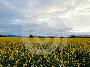 Sunhemp flower Crotalaria juncea field