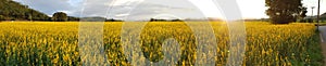 Sunhemp flower Crotalaria juncea field