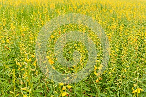 sunhemp flower field on day time.