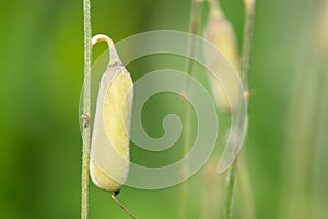 Sunhemp fruit or Crotalaria juncea, the yellow flower field blooming