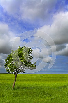 Sunk Island Solitary Whitebeam