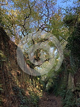 Sunken ancient pathway through trees, Somerset, England