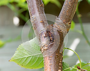 Dead bud symptom, sunken canker bacteria canker in cherry tree photo