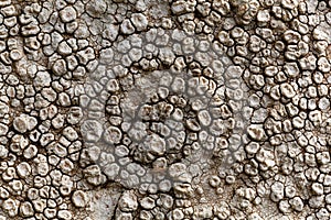 Sunken disk lichen Aspicilia calcarea.