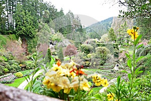 The Sunken garden    of  the  Butchart Gardens.