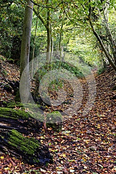 Sunken Lane or Holloway photo