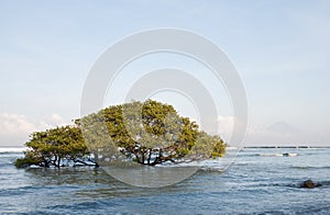 Sunken tree photo
