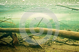 Sunken wood under the ice in frozen beaver pond photo