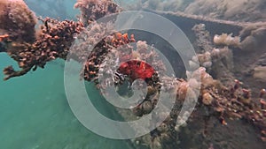 Sunken Yacht with marine invertebrates photo