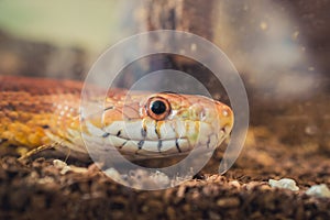 Sunkissed Corn Snake close up eye and detail scales