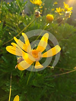 Sunkissed Flower