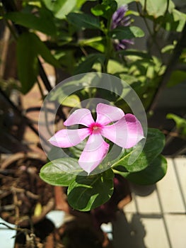 Sunkissed pink flower