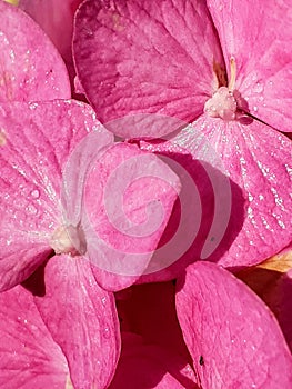 Sunkissed pink hydrangea petals