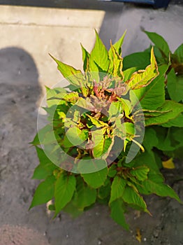 A sunkissed plant