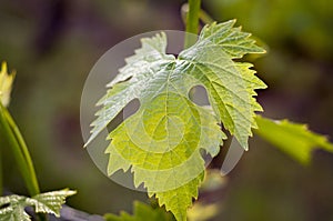 Sunkissed vine leaf in Italy